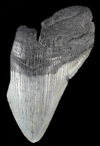 Partial, Fossil Megalodon Tooth #53008